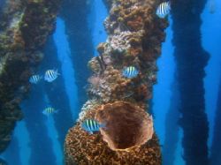 Big sponge. Puerto Rico, summer 2005. Canon SD300. by Leonid Tolstoy 